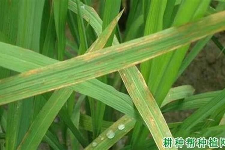 守护绿色生命线：水稻窄条斑病农药防治技术详解