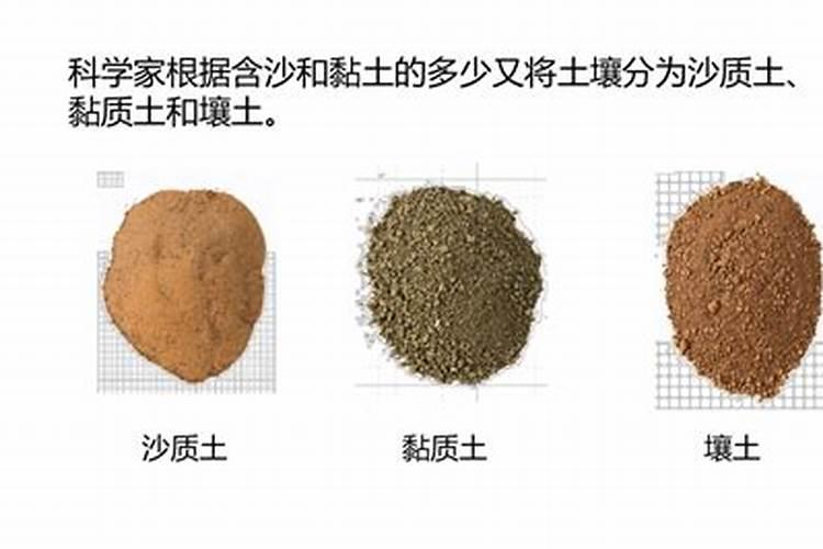 沙壤土适合种什么沙壤土种哪种植物比较好？