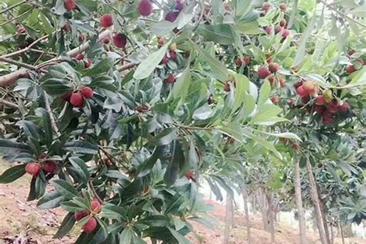 杨梅大小年结果是什么原因？如何调节？