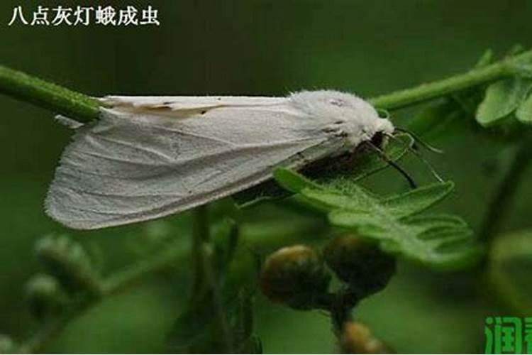 大白菜星白雪灯蛾的防治