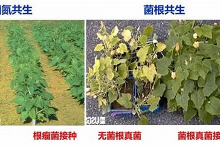 旱地施用氮肥的策略与方法？