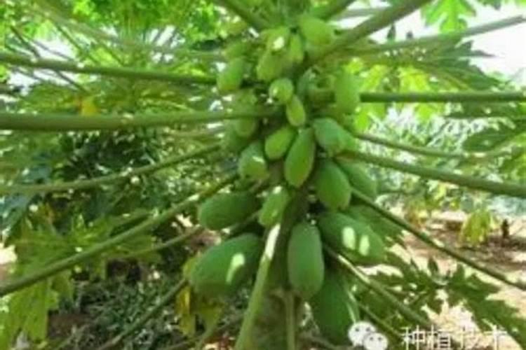 宣木瓜种植与管理的艺术