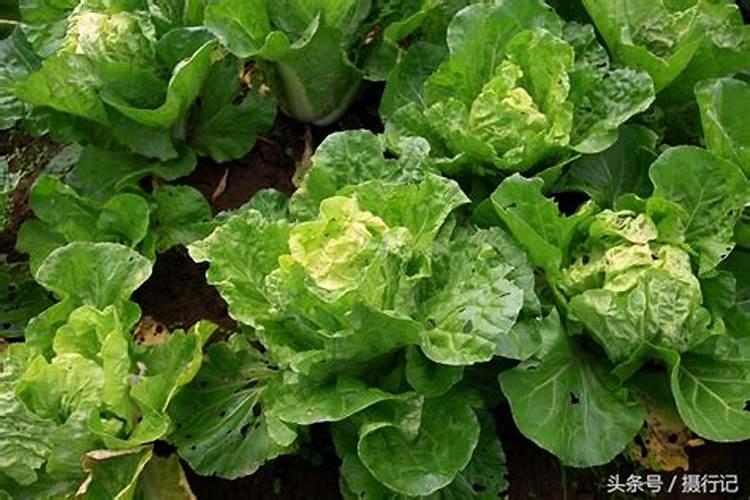 白菜打农药隔一天吃了会怎样？