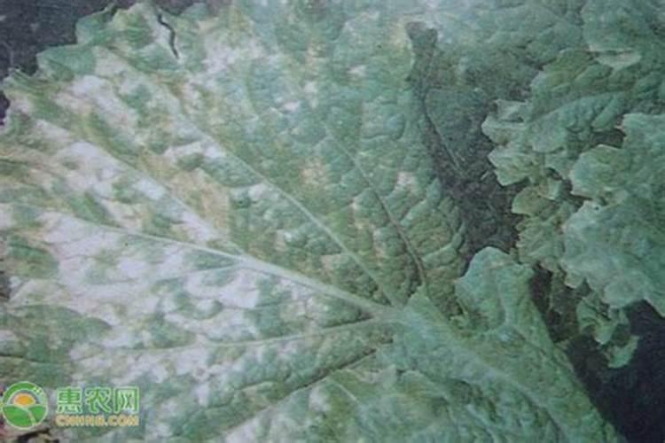 大白菜霜霉病的防治策略：从预防到治理