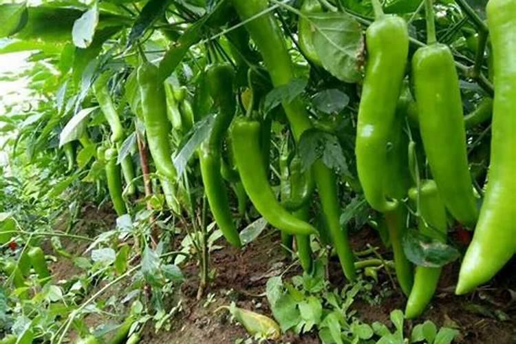 辣椒平衡施肥用什么肥料最好？