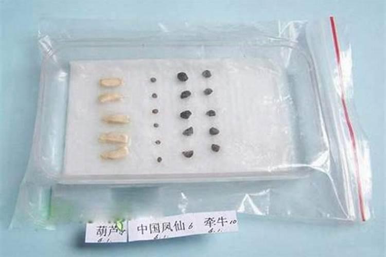 揭秘蔬菜种子浸种的奥秘：方法与技巧详解？