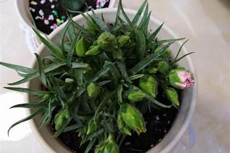 韭菜叶子干枯的原因和防治方法？