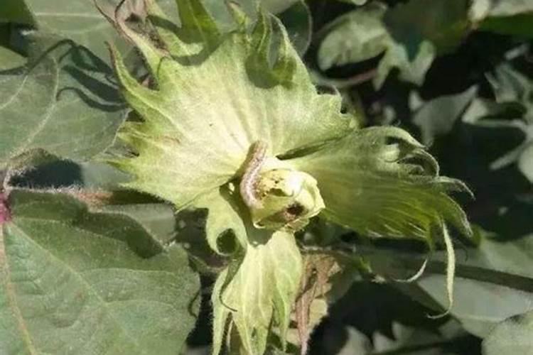 战胜棉田之敌：提升防治棉铃虫药效的关键策略