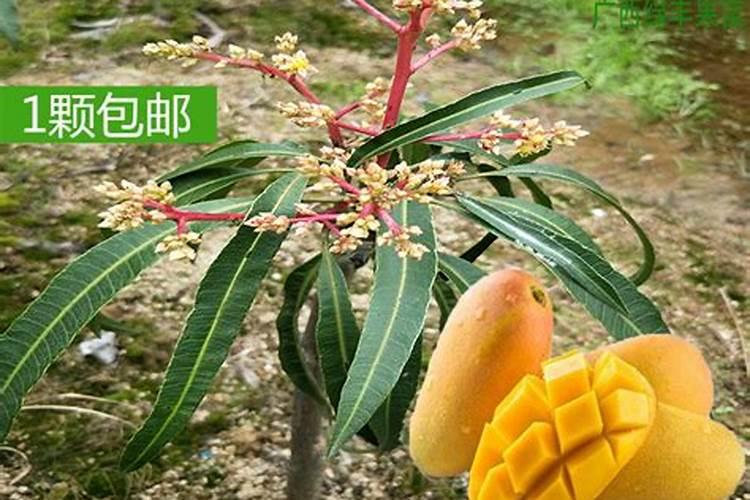 芒果树如何秋剪？芒果树秋剪方法与原则
