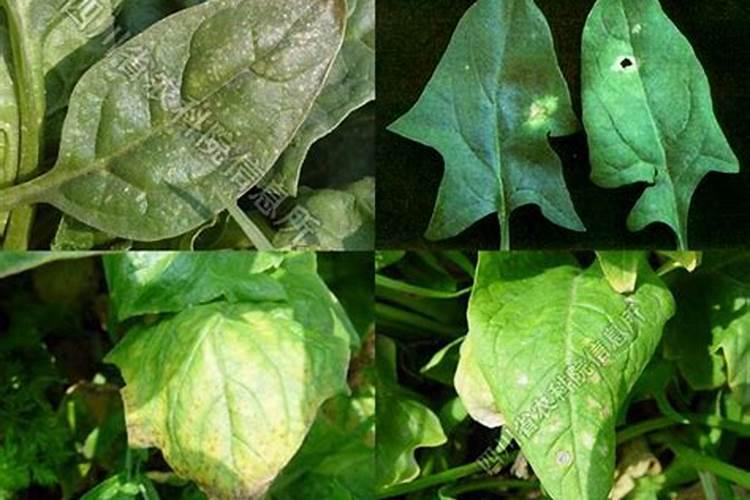 应对菠菜黑斑病常用的措施有什么？