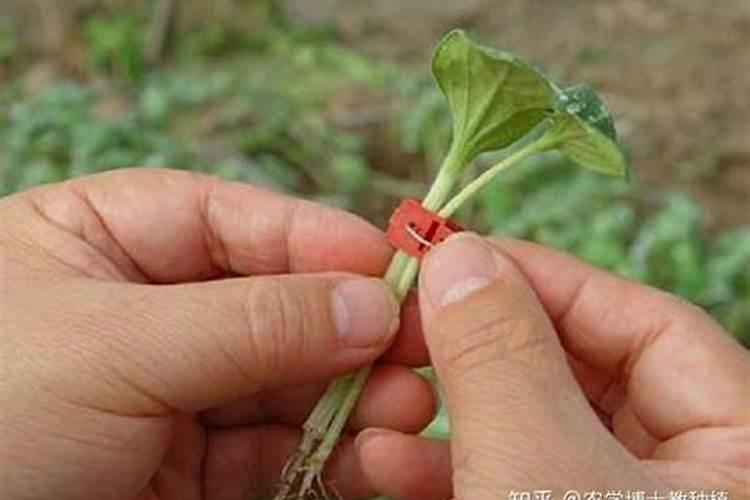 黄瓜嫁接后的管理之道：迈向高产之路