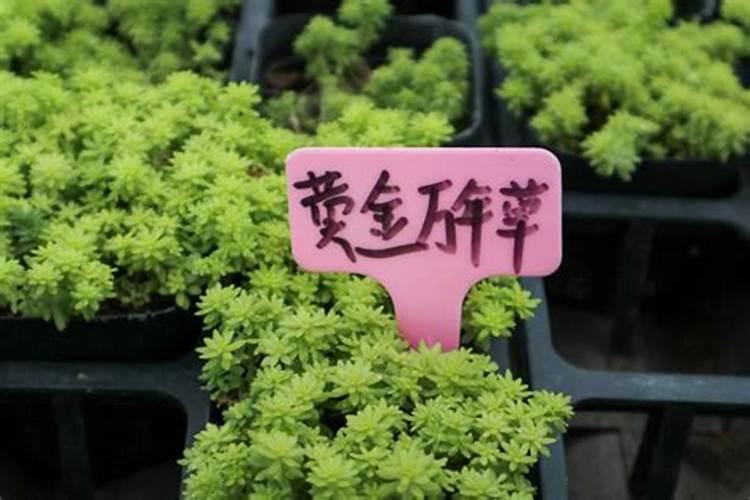 黄金万年草蔫了怎么办，注意要保证充足的光照？