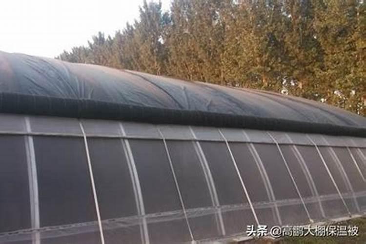 掌握技巧：低温季节温室大棚蔬菜微肥喷施方法全解析？