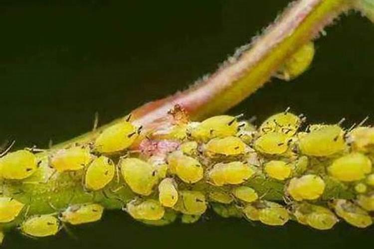 战胜微小敌人：兰花蓟马类害虫的药剂防治全策略