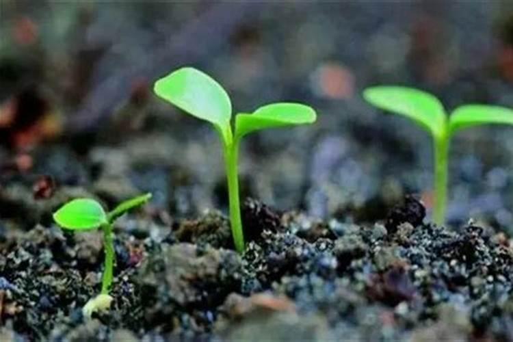揭秘菠菜种子高发芽率的秘诀