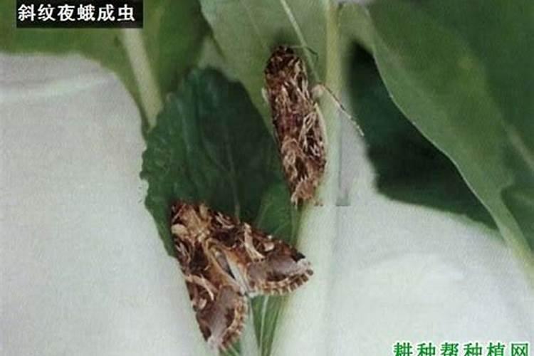 种植芹菜用什么农药可以防治斜纹夜蛾？