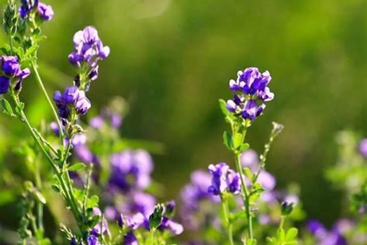 紫花苜蓿草地里可以使用大豆除草剂？