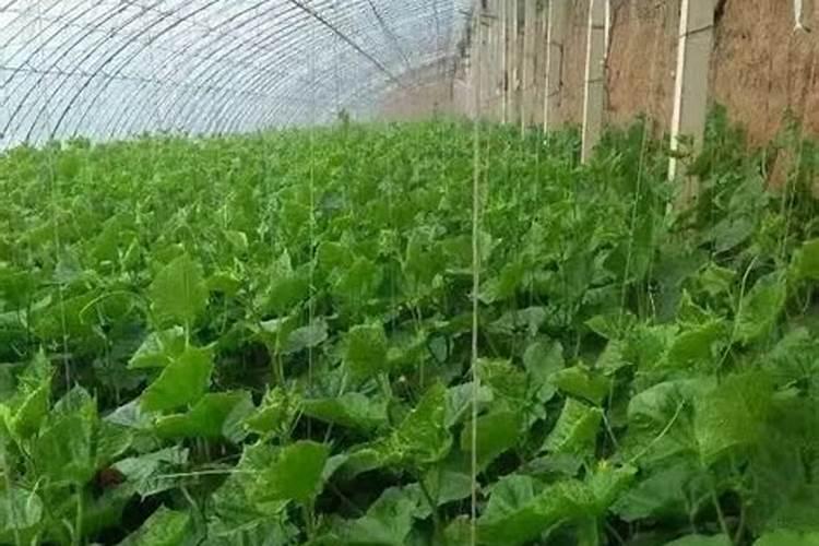 温室冬季黄瓜结瓜期茎叶不正常的原因