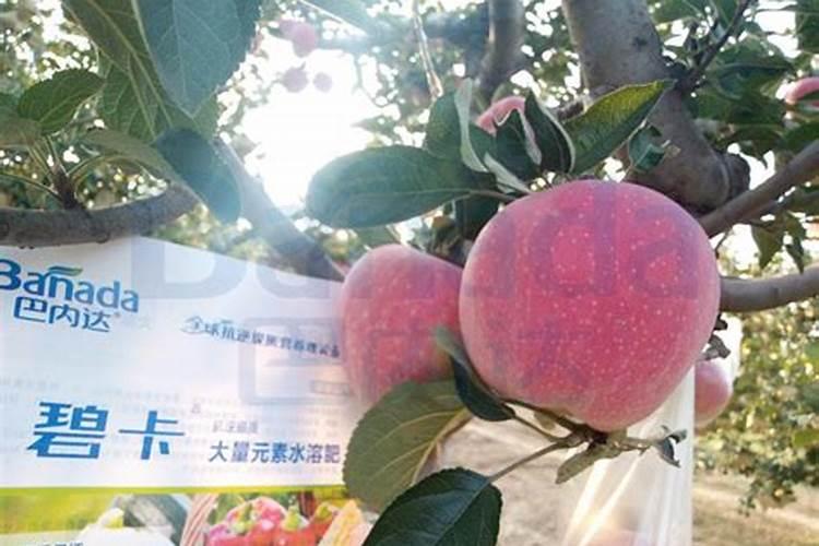 苹果树追肥时间在什么时候？苹果树该如何施肥？