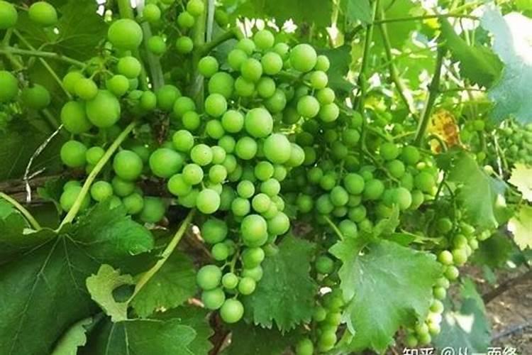 露地芸豆什么时候喷硼肥最好？