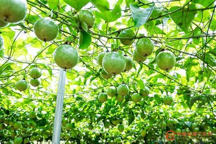 百香果地下施药：守护绿色果园的高效盾牌