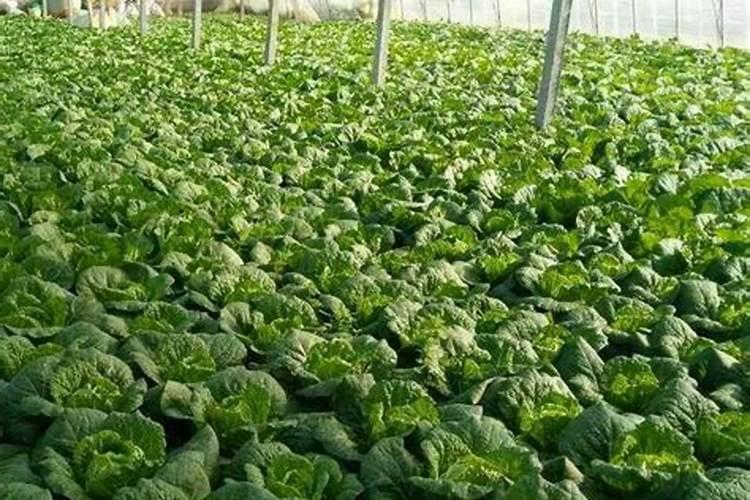 越夏大白菜不包心的原因及对策