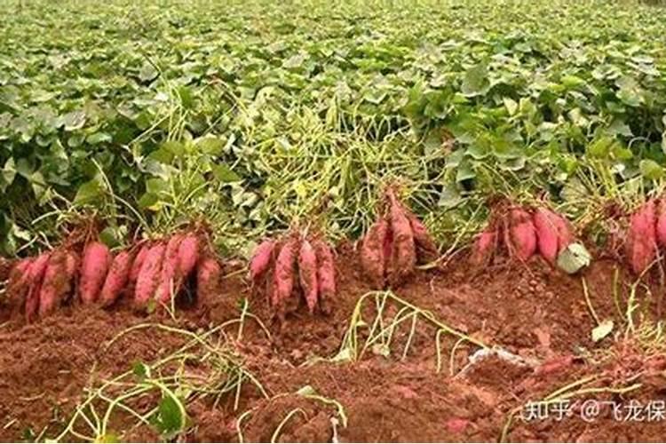 红薯追肥全攻略：掌握关键次数与方法，助力高产丰收？