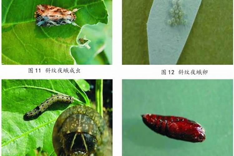 甜菜夜蛾防治攻略：科学用药，确保丰收