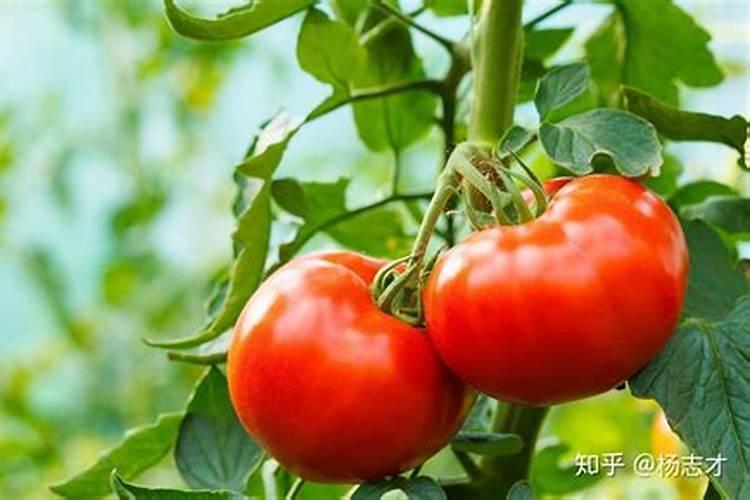 西红柿什么原因引起的？怎么防治？