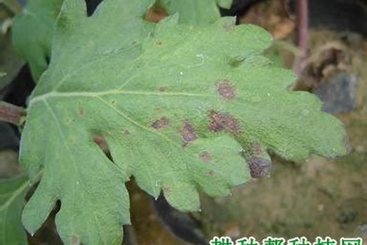 揭秘菊花黑斑病的克星：有效防治策略与药剂选择