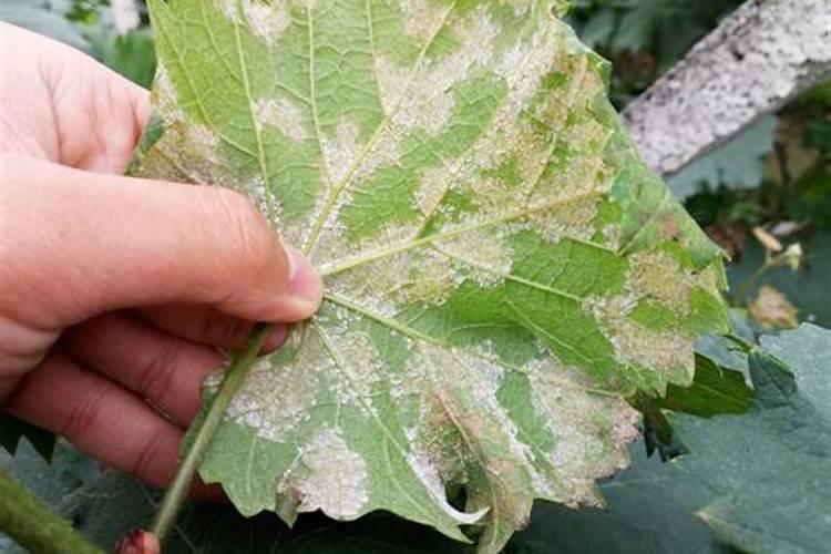 揭秘啤酒花霜霉病的防治策略：如何守护您的绿金？