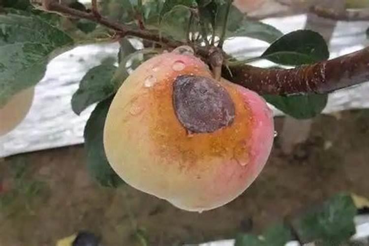 早春守护：预防苹果树腐烂病的关键策略