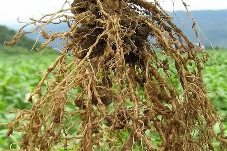 绿色守护：芹菜根结线虫病的综合防治策略
