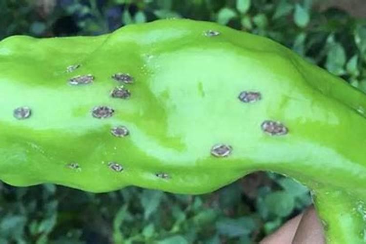 辣椒果实黑斑病咋防治？