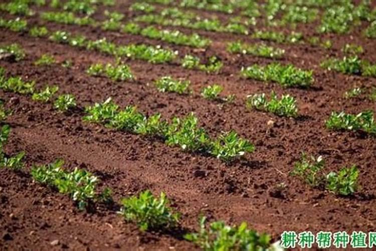 花生每亩施多少肥料？