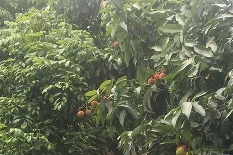 掌握丰产秘籍：番荔枝种植高效栽培技术解析