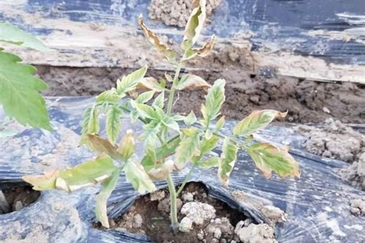 大棚蔬菜死苗原因及对策