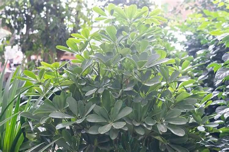 鸭脚木虫害及防治方法：守护绿色家园的实用指南？