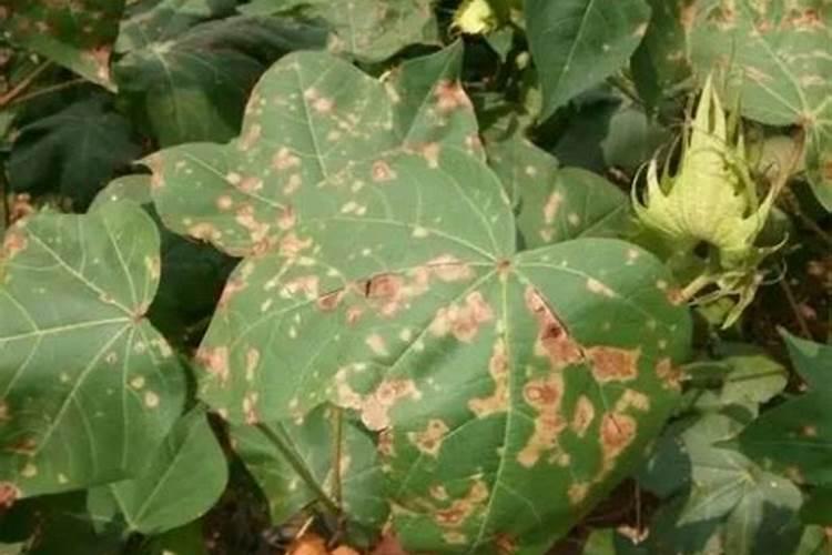 为什么使用植物生长调节剂会发生药害？