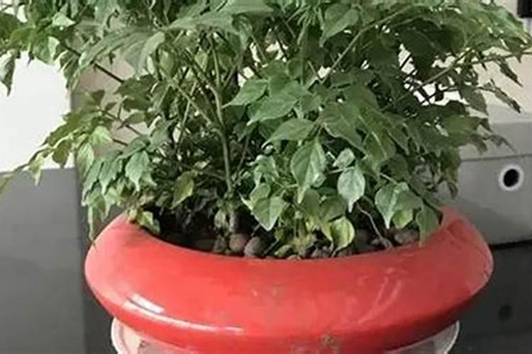 幸福树需要喷洒叶面肥吗怎么浇？