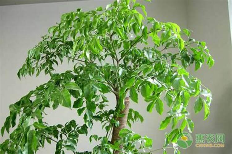 幸福树怎么养护与浇水