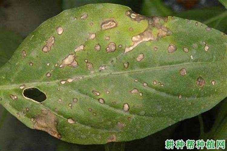 辣椒叶枯病的科学防治策略