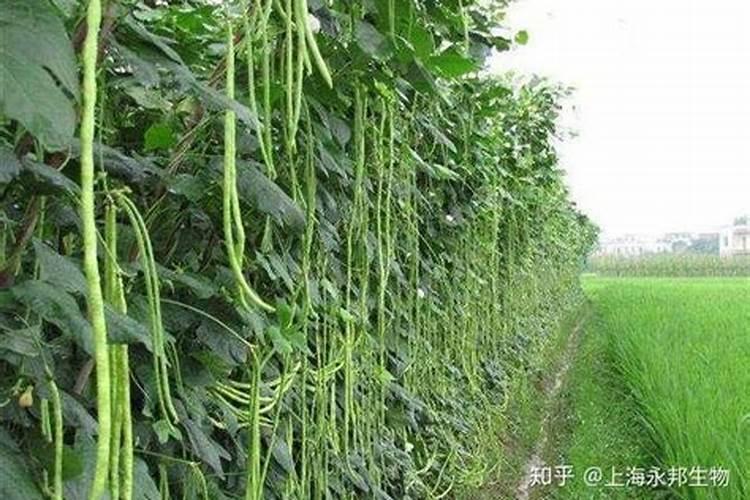豇豆死苗原因？
