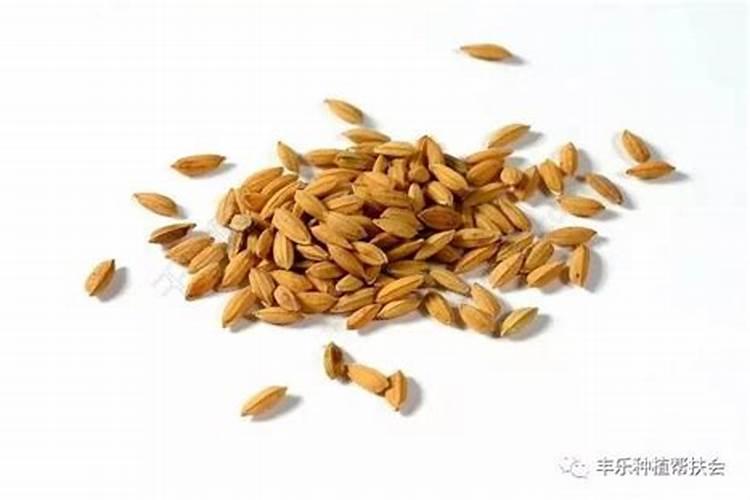 如何鉴别处理杂交水稻种子非质量问题