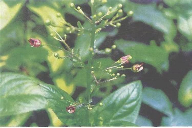 玄参斑枯病防治方法？