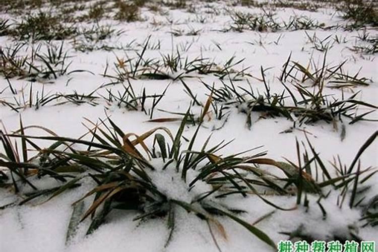 小麦发生冻害怎么办？