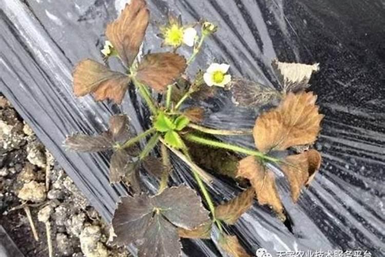 草莓死苗是什么原因？
