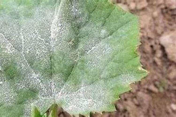 黄瓜白粉病的症状及时防治方法？