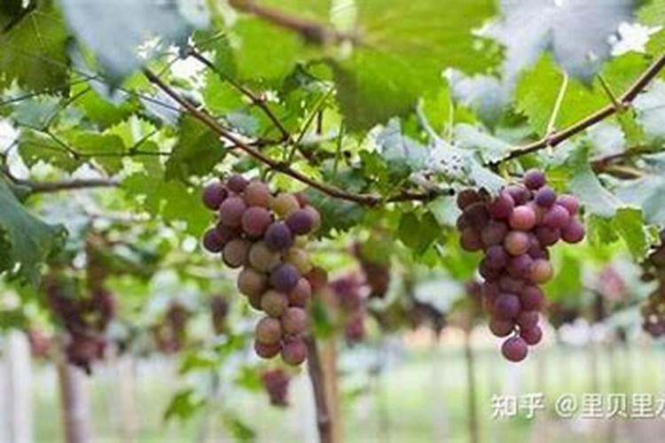 果树施肥有哪些误区？