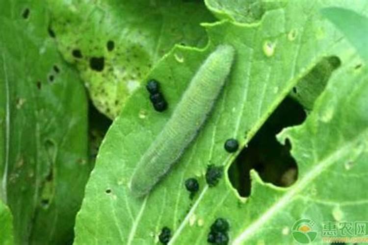 守护绿野：慎用农药，共筑小菜蛾生态防线